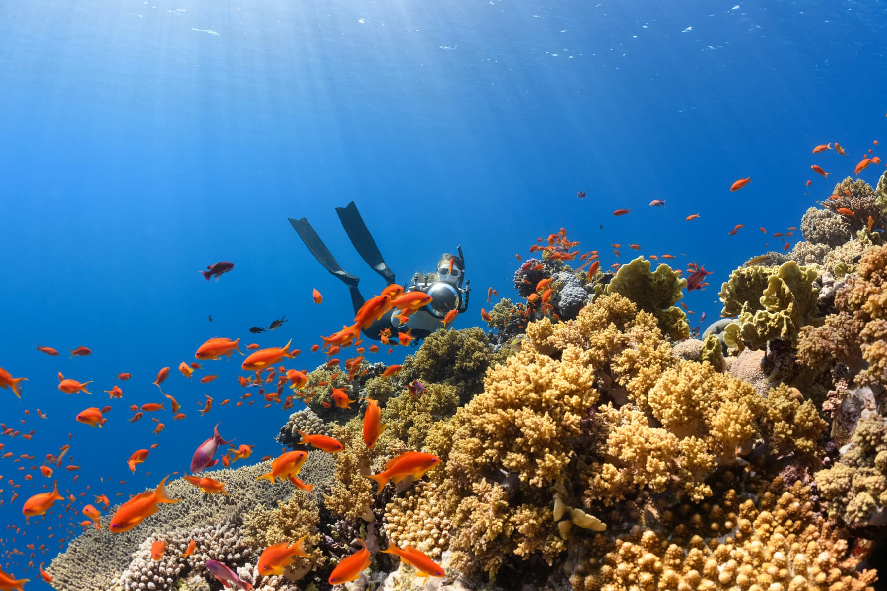 Komodo Liveaboard
